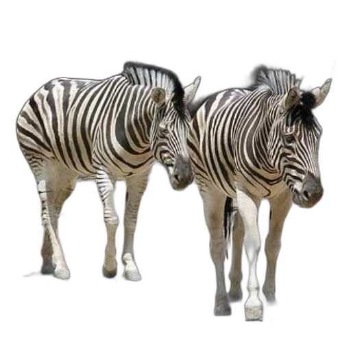 animal, furniture, 3d render, photorealistic, concept art, two, zebras, standing transparent PNG cut-out