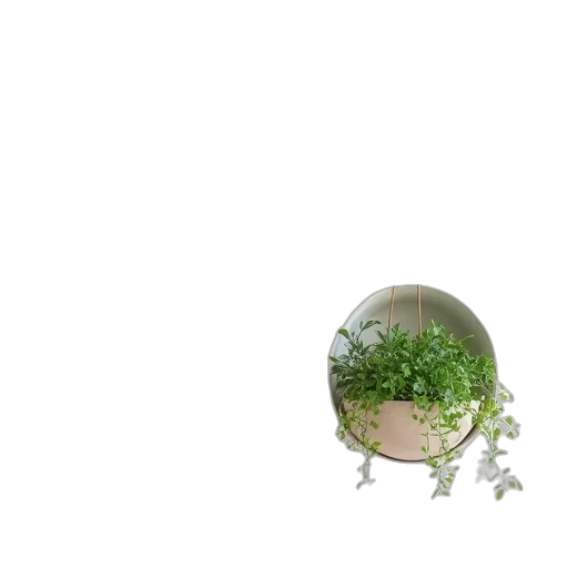 hat, crown, flower, umbrella transparent PNG cut-out