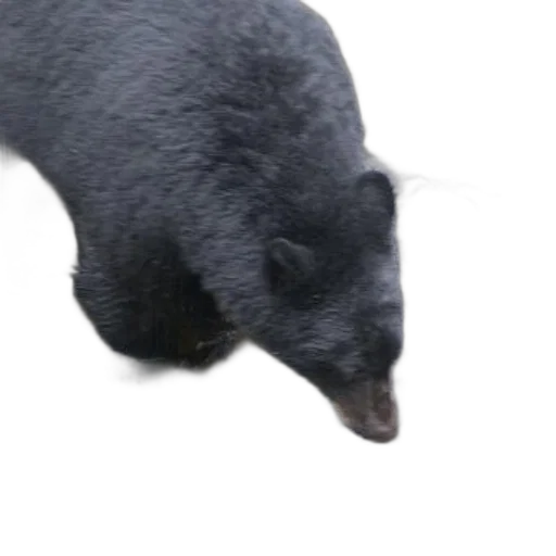 animal, creature, staff, face, 3d render, photorealistic, black, bear transparent PNG cut-out