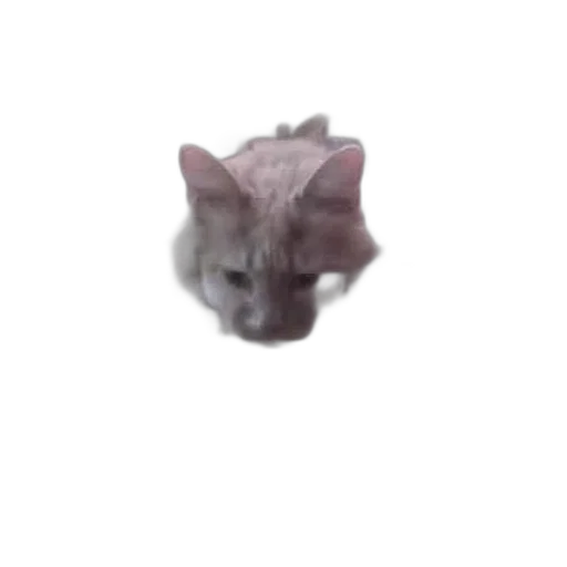 creature, animal, dragon, face transparent PNG cut-out