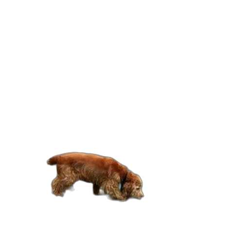 animal, creature, food, furniture, 3d render, photorealistic, concept art, pixel art transparent PNG cut-out