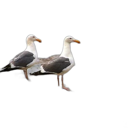 animal, shoes, furniture, creature, 3d render, photorealistic, concept art, pixel art transparent PNG cut-out