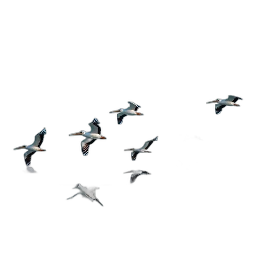 animal, staff, 3d render, photorealistic, pastel, monochrome, group, pelicans transparent PNG cut-out