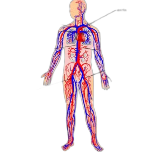staff, robot, concept art, anatomical, diagram, human, circulatory, system transparent PNG cut-out