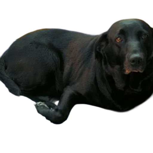 animal, staff, creature, jewelry, photorealistic, 3d render, black, dog transparent PNG cut-out