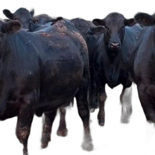 animal, food, photorealistic, group, black, cows, stands, pen transparent PNG cut-out