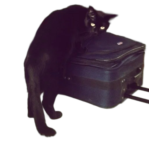 furniture, animal, staff, creature, black, cat, standing, top transparent PNG cut-out