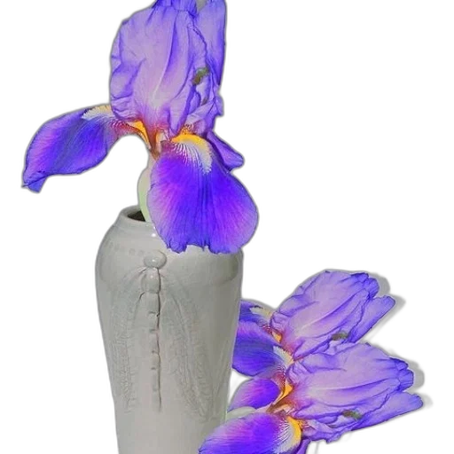 flower, crown, jewelry, bottle transparent PNG cut-out