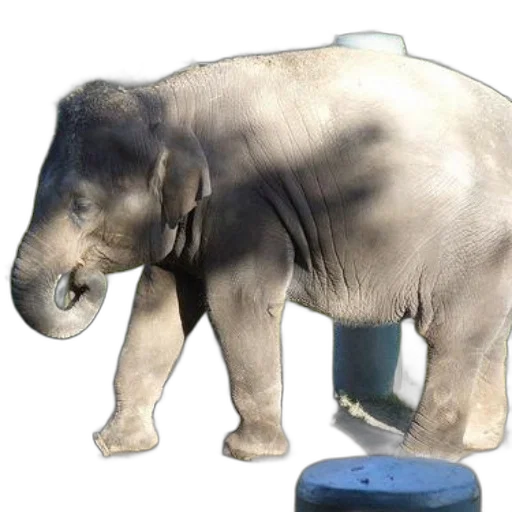 animal, creature, staff, weapon, 3d render, photorealistic, concept art, oil painting transparent PNG cut-out