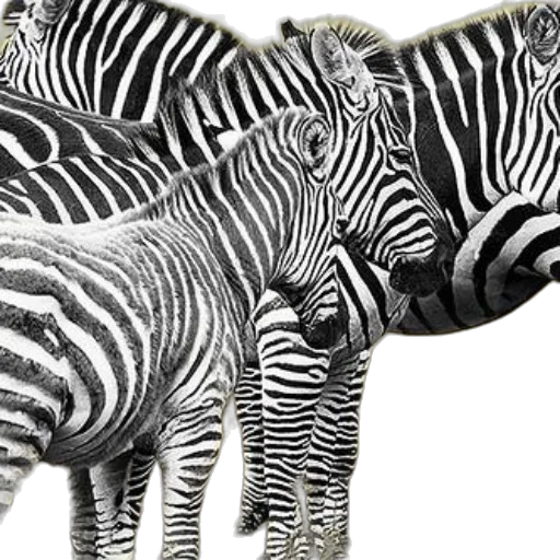 animal, photorealistic, 3d render, concept art, monochrome, black, white, photo transparent PNG cut-out