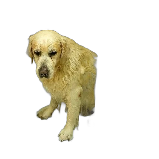 animal, creature, staff, face, 3d render, photorealistic, pixel art, oil painting transparent PNG cut-out