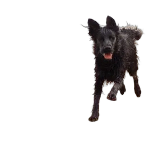 animal, creature, staff, dragon, 3d render, photorealistic, black, dog transparent PNG cut-out