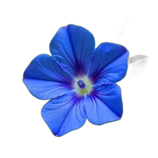 flower, jewelry, crown, staff, photorealistic, 3d render, oil painting, blue transparent PNG cut-out