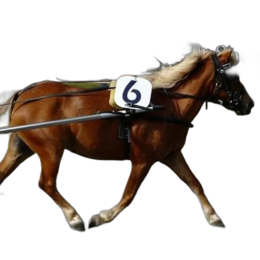 animal, jacket, staff, photorealistic, concept art, oil painting, 3d render, horse transparent PNG cut-out