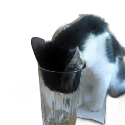 bottle, animal, hat, creature transparent PNG cut-out