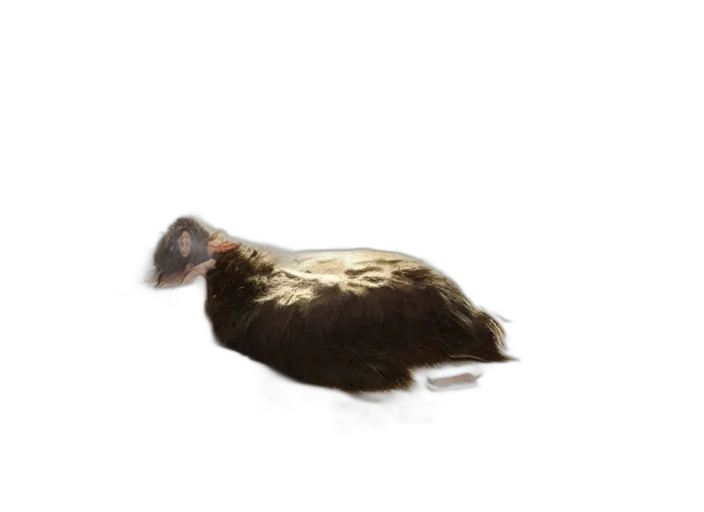 animal, hair, creature, hat transparent PNG cut-out
