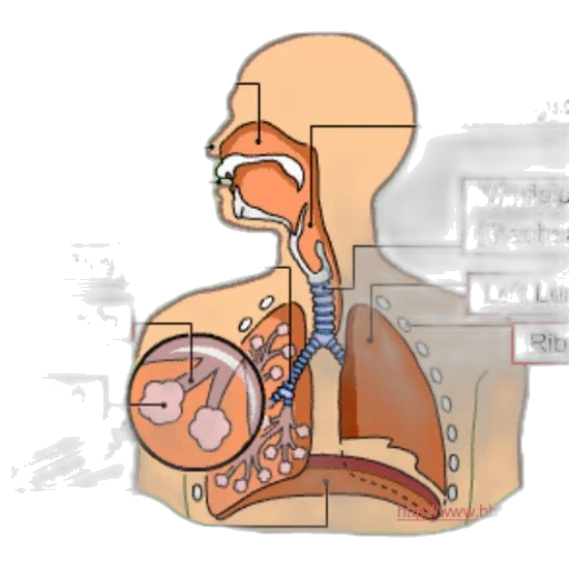 robot, concept art, anatomical, diagram, human, respiratory, system, highlighting transparent PNG cut-out