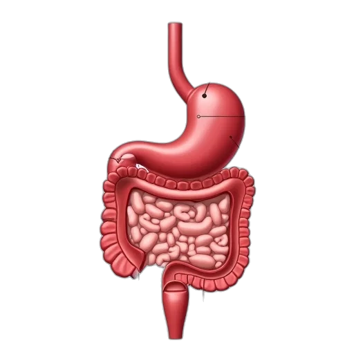 food, animal, stomach, anatomy transparent PNG cut-out