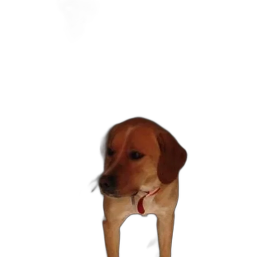 animal, creature, staff, face transparent PNG cut-out