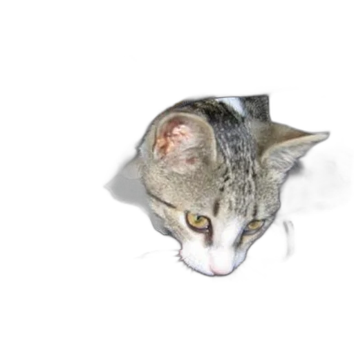 animal, creature, staff, hat, photorealistic, 3d render, concept art, cat transparent PNG cut-out