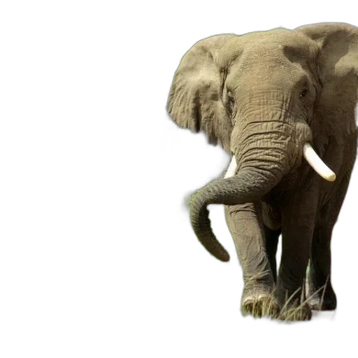 animal, creature, weapon, 3d render transparent PNG cut-out