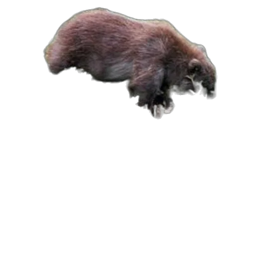 animal, creature, hair, hat, photorealistic, concept art, 3d render, watercolor transparent PNG cut-out