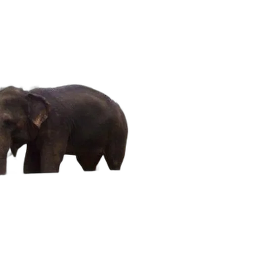 animal, creature, hat, crown, 3d render, concept art, photorealistic, pixel art transparent PNG cut-out