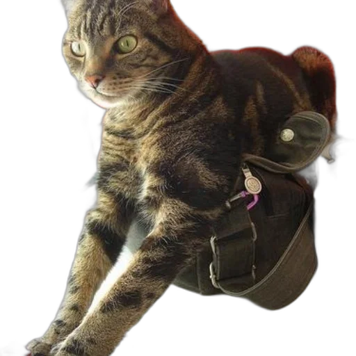 animal, jacket, staff, creature, photorealistic, concept art, 3d render, tabby transparent PNG cut-out