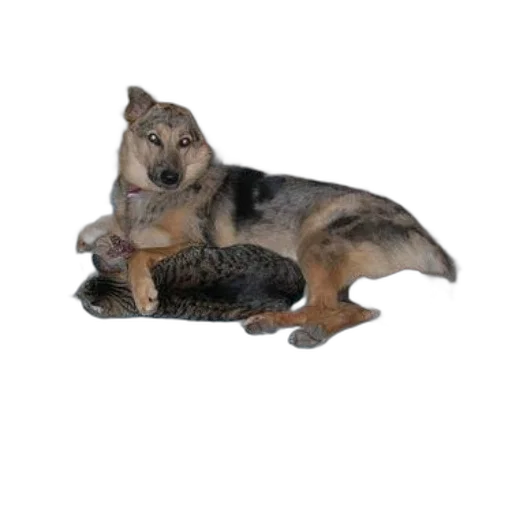 animal, creature, staff, weapon, photorealistic, 3d render, concept art, dog transparent PNG cut-out