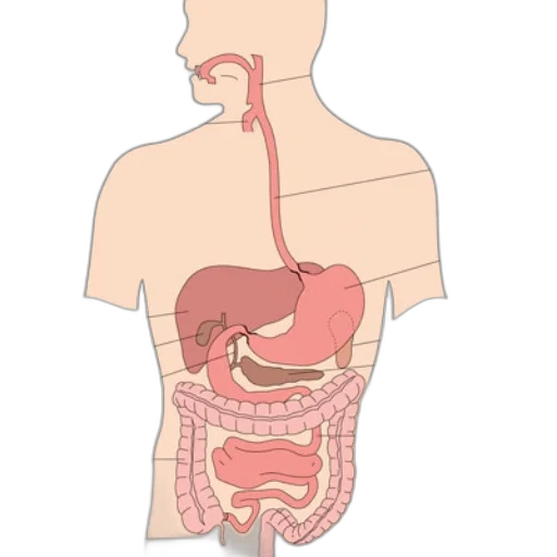 food, jewelry, staff, animal, concept art, labeled, diagram, human transparent PNG cut-out