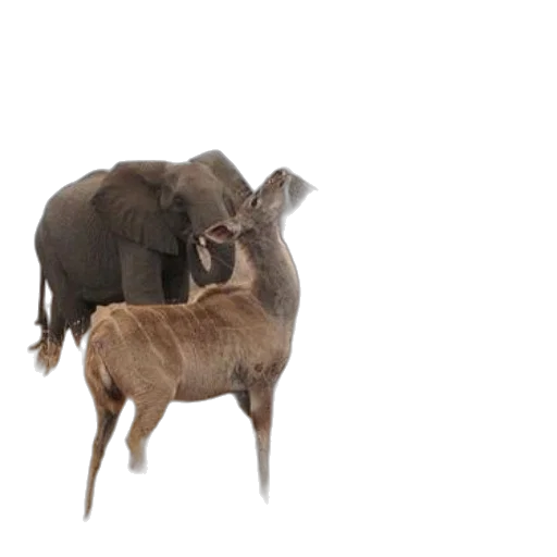 animal, creature, concept art, 3d render, forest, earth tones, elephant, two transparent PNG cut-out
