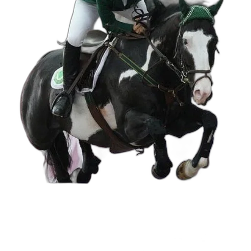 staff, 3d render, photorealistic, black, white, horse, jumping, over transparent PNG cut-out
