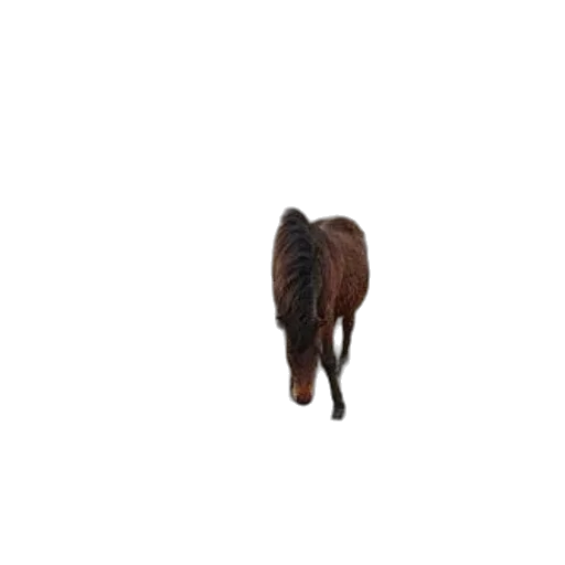 animal, hair, creature, staff, 3d render, photorealistic, pixel art, concept art transparent PNG cut-out