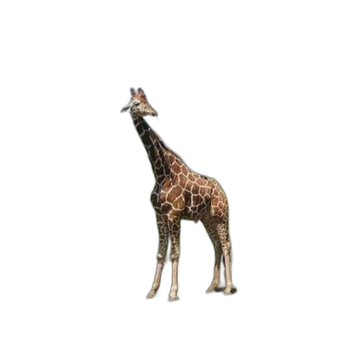 animal, creature, staff, jewelry transparent PNG cut-out
