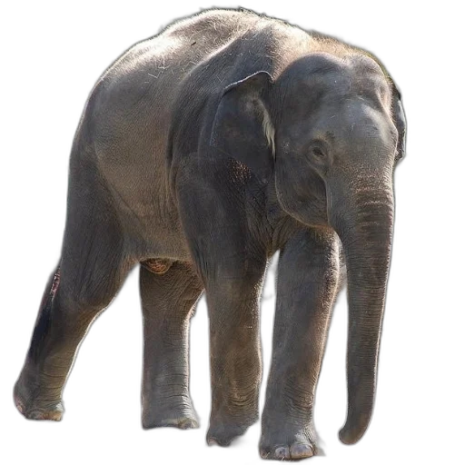 animal, creature, staff, face, photorealistic, 3d render, large, elephant transparent PNG cut-out