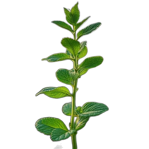 staff, flower, weapon, crown transparent PNG cut-out