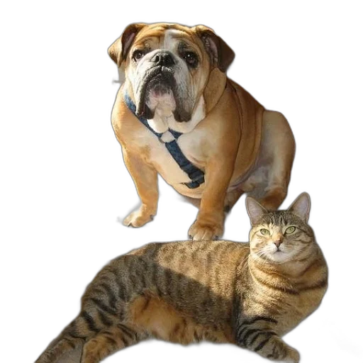 animal, staff, photorealistic, cat transparent PNG cut-out