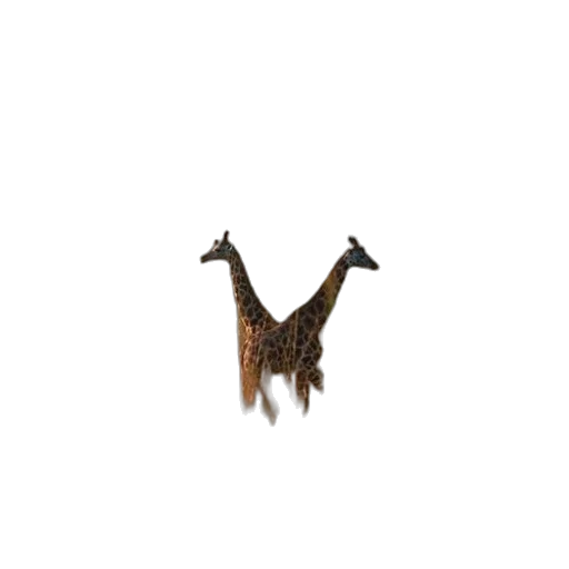 animal, hair, crown, creature transparent PNG cut-out
