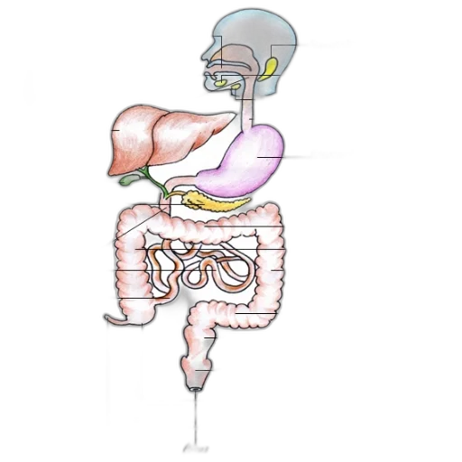 detailed, anatomical, diagram, human, digestive, system, including, major transparent PNG cut-out