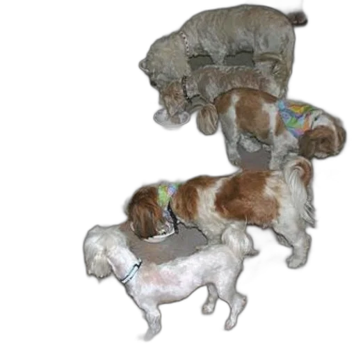 group, small, dogs, eating, bowls, floor transparent PNG cut-out