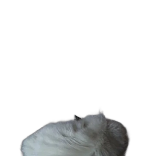 hair, animal, creature, hat, 3d render, photorealistic, concept art, vaporwave transparent PNG cut-out