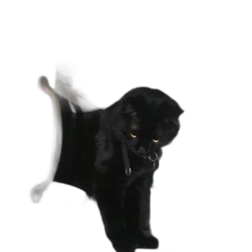 shoes, staff, hat, animal, 3d render, photorealistic, black, cat transparent PNG cut-out