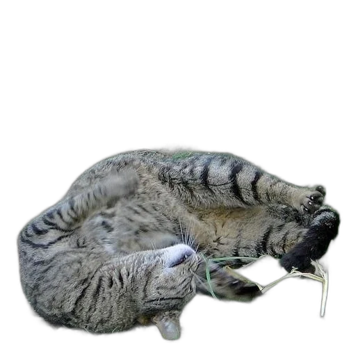 staff, animal, bottle, jewelry transparent PNG cut-out