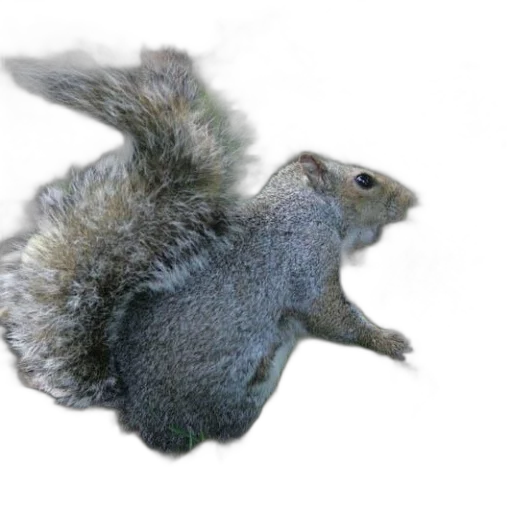 animal, creature, hair, hat, photorealistic, 3d render, concept art, squirrel transparent PNG cut-out