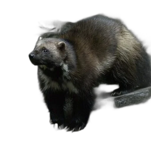 animal, creature, staff, weapon, photorealistic, 3d render, concept art, wolverine transparent PNG cut-out