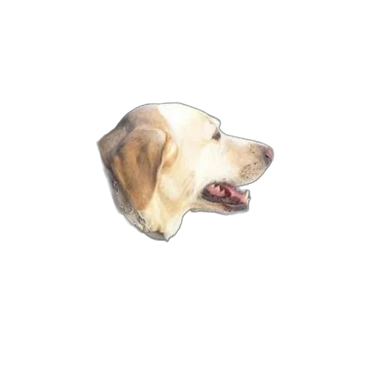 animal, face, creature, hat, photorealistic, 3d render, pixel art, watercolor transparent PNG cut-out