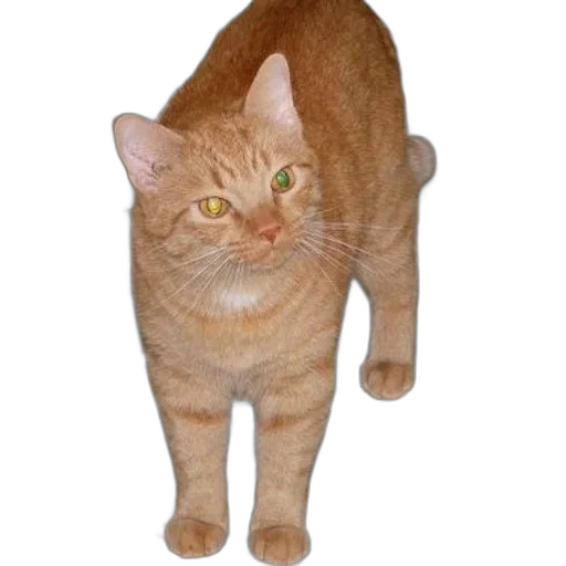 animal, staff, creature, jacket, photorealistic, 3d render, orange, cat transparent PNG cut-out