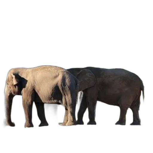 animal, creature, furniture, weapon, concept art, 3d render, photorealistic, pixel art transparent PNG cut-out