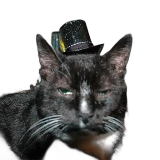hat, animal, staff, crown, photorealistic, black, cat, wearing transparent PNG cut-out
