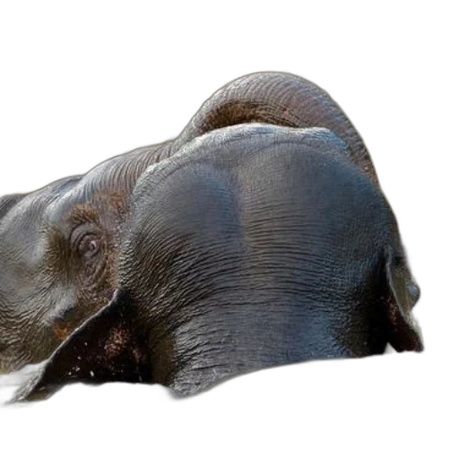 animal, creature, face, mask, photorealistic, 3d render, concept art, elephants transparent PNG cut-out